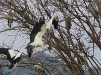 Lac Inle (100)